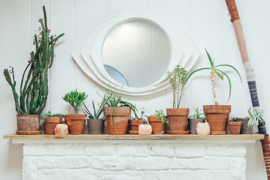 Plants and cactus sitting on a fireplace mantel.