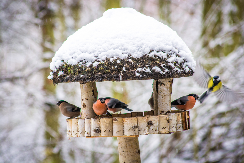 Repurposed Christmas tree into a wooden bird feeder in winter, surrounded by birds